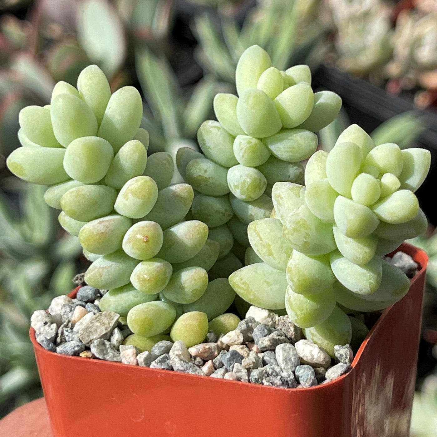 succulent burrito plant Shop 'Burro's Tail - Sedum Burrito' Care and Growing Guide