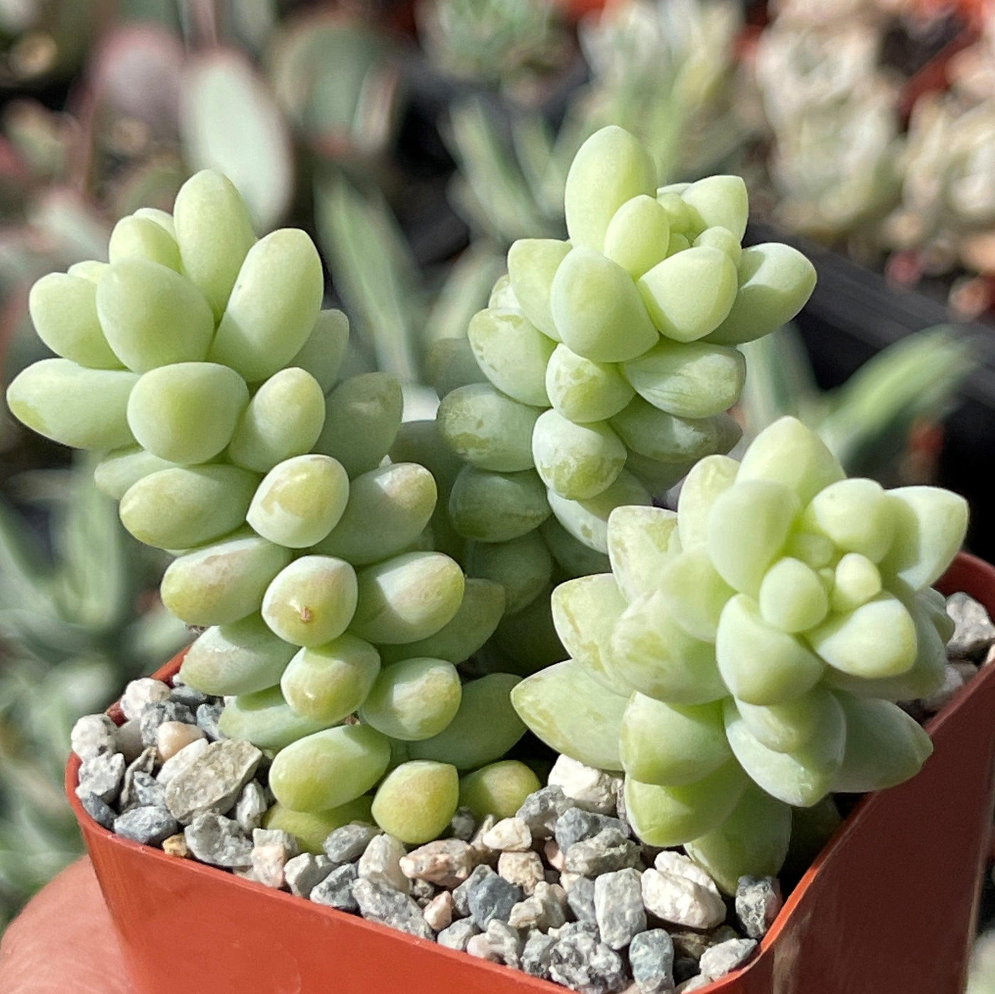 buy burro's tail succulent Burro’s Tail Succulent