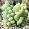 Burro’s Tail Succulent - Sedum morganianum ‘Burrito’