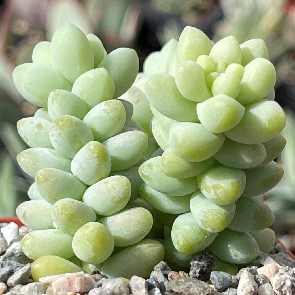 Burro’s Tail Succulent - Sedum morganianum ‘Burrito’