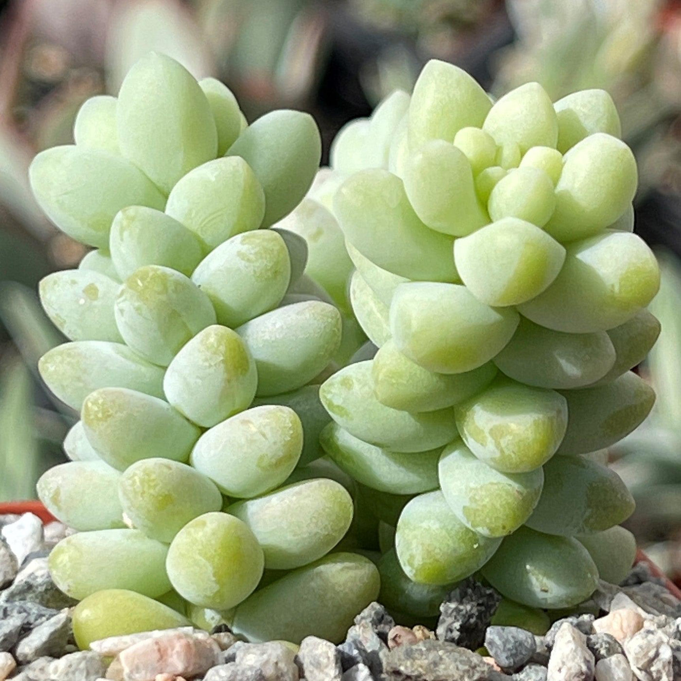 burrito succulent care Shop 'Burro's Tail - Sedum Burrito' Care and Growing Guide