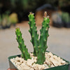 Selenicereus grandiflorus – Night Blooming Cactus