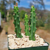 Selenicereus grandiflorus – Night Blooming Cactus