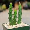 Selenicereus grandiflorus – Night Blooming Cactus