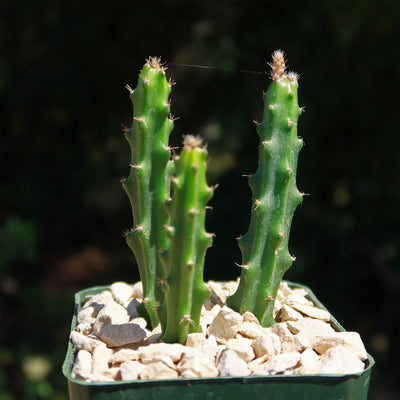 Selenicereus grandiflorus – Night Blooming Cactus