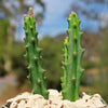 Selenicereus grandiflorus – Night Blooming Cactus