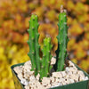 Selenicereus grandiflorus – Night Blooming Cactus