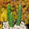 Selenicereus grandiflorus – Night Blooming Cactus