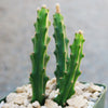 Selenicereus grandiflorus – Night Blooming Cactus