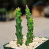 Selenicereus grandiflorus – Night Blooming Cactus