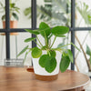 Chinese Money Plant ‘Pilea peperomioides’ in a white pot with brown base on wooden table, water fill spout label visible.