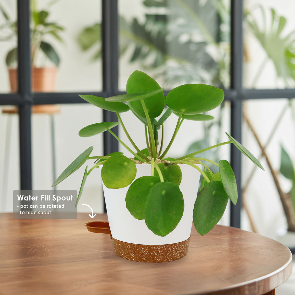 Chinese Money Plant ‘Pilea peperomioides’ in a white pot with brown base on wooden table, water fill spout label visible.