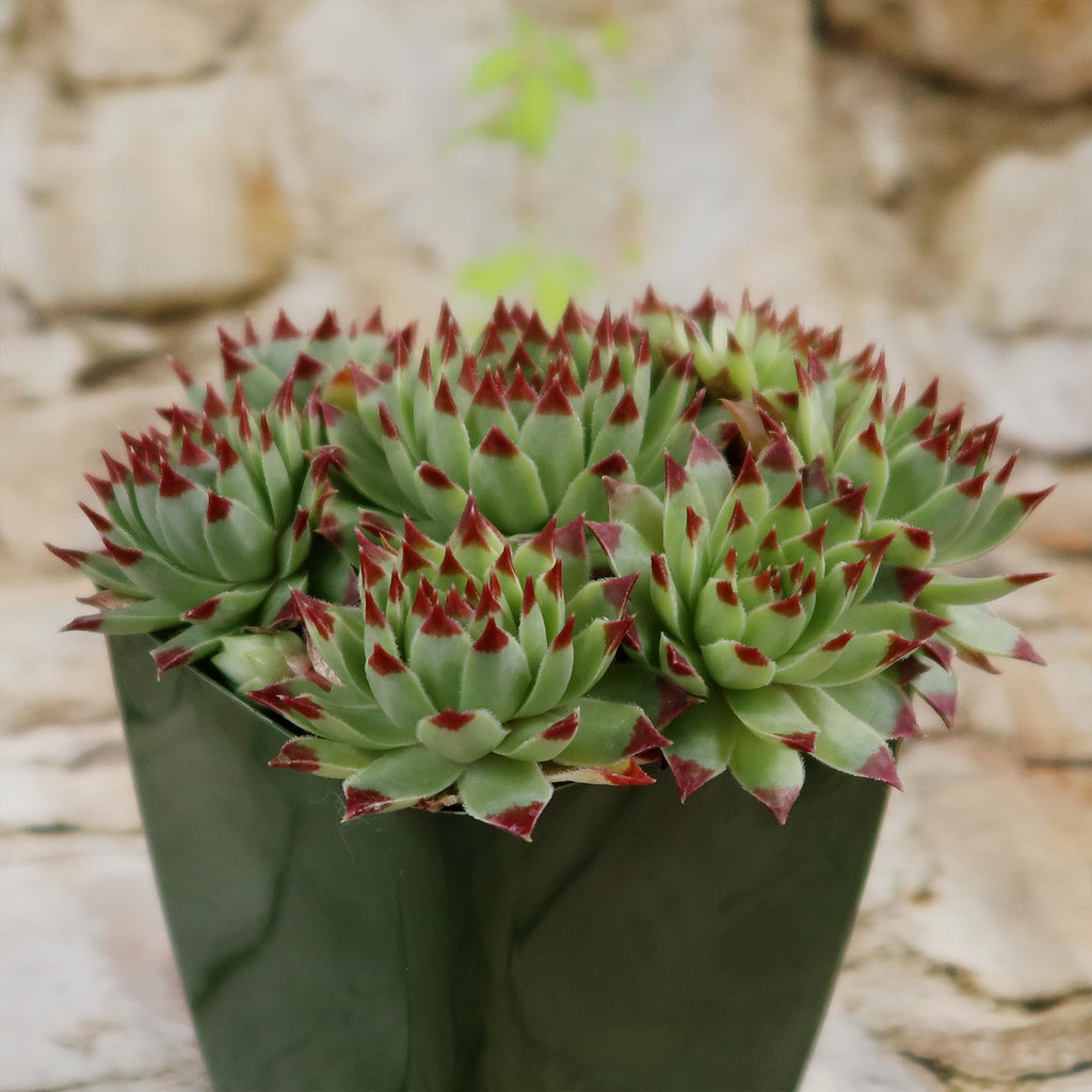 Sempervivum ‘Mrs. Giuseppi’
