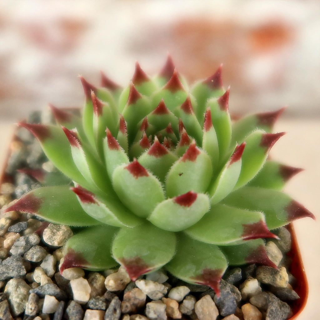 Sempervivum ‘Mrs. Giuseppi’