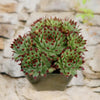 Sempervivum ‘Mrs. Giuseppi’