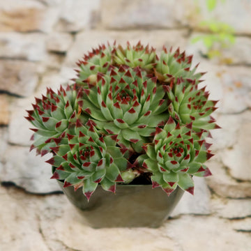 dark green succulent with red tips Sempervivum ‘Mrs. Giuseppi’
