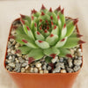 Sempervivum ‘Mrs. Giuseppi’