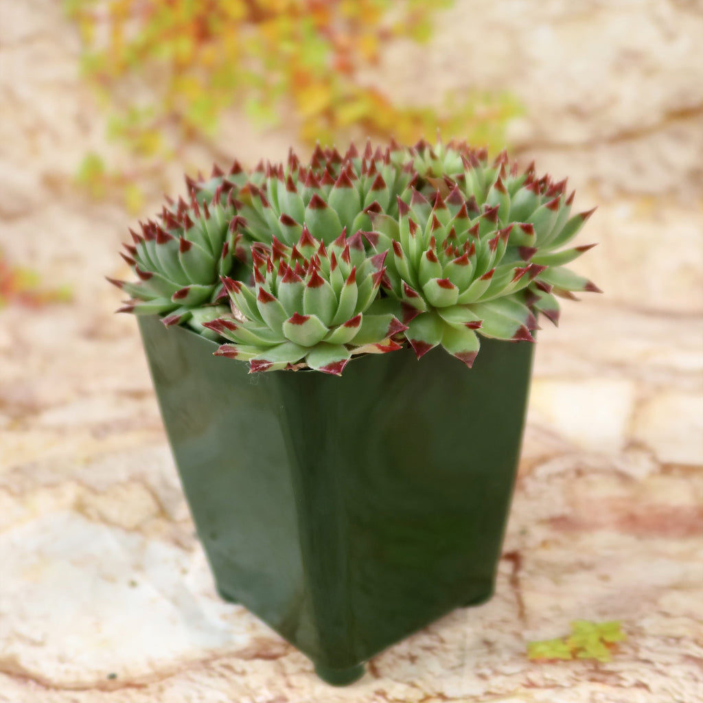 Sempervivum ‘Mrs. Giuseppi’