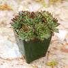 Sempervivum ‘Mrs. Giuseppi’