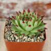 Sempervivum ‘Mrs. Giuseppi’