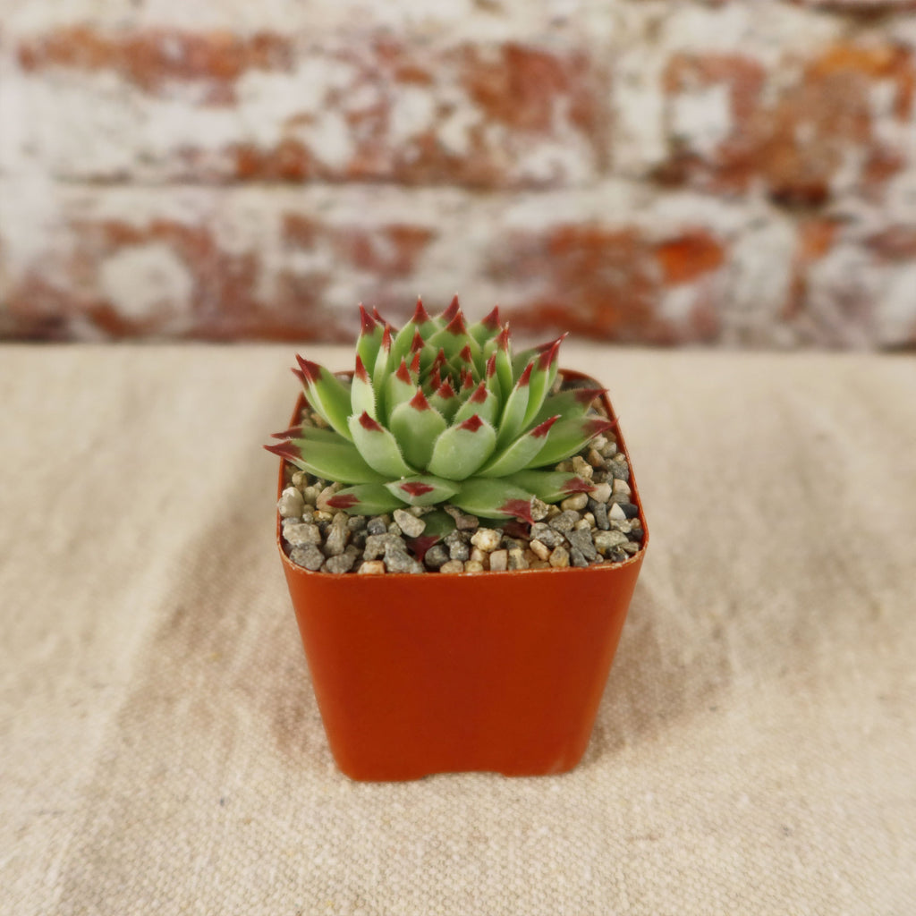 Sempervivum ‘Mrs. Giuseppi’