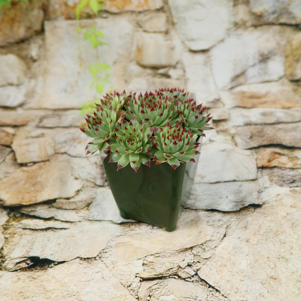 Sempervivum ‘Mrs. Giuseppi’
