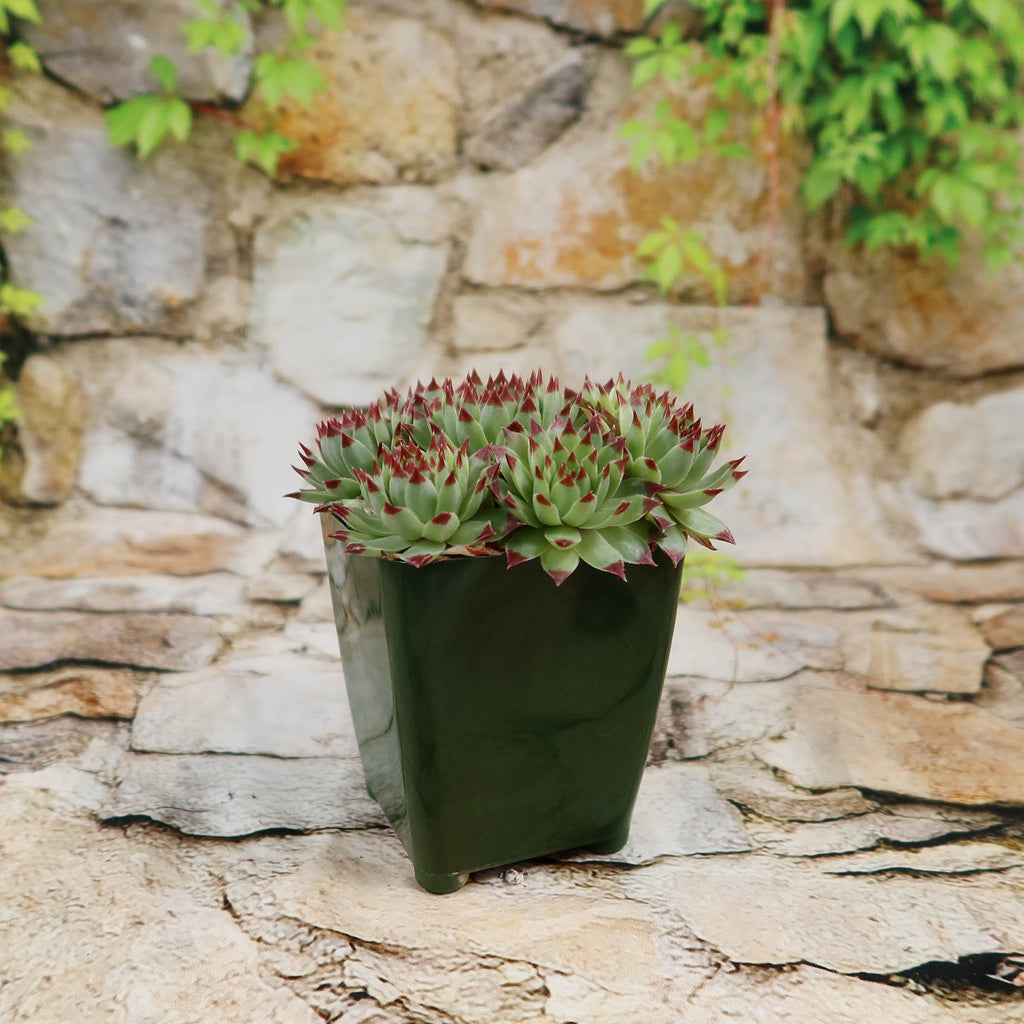 Sempervivum ‘Mrs. Giuseppi’