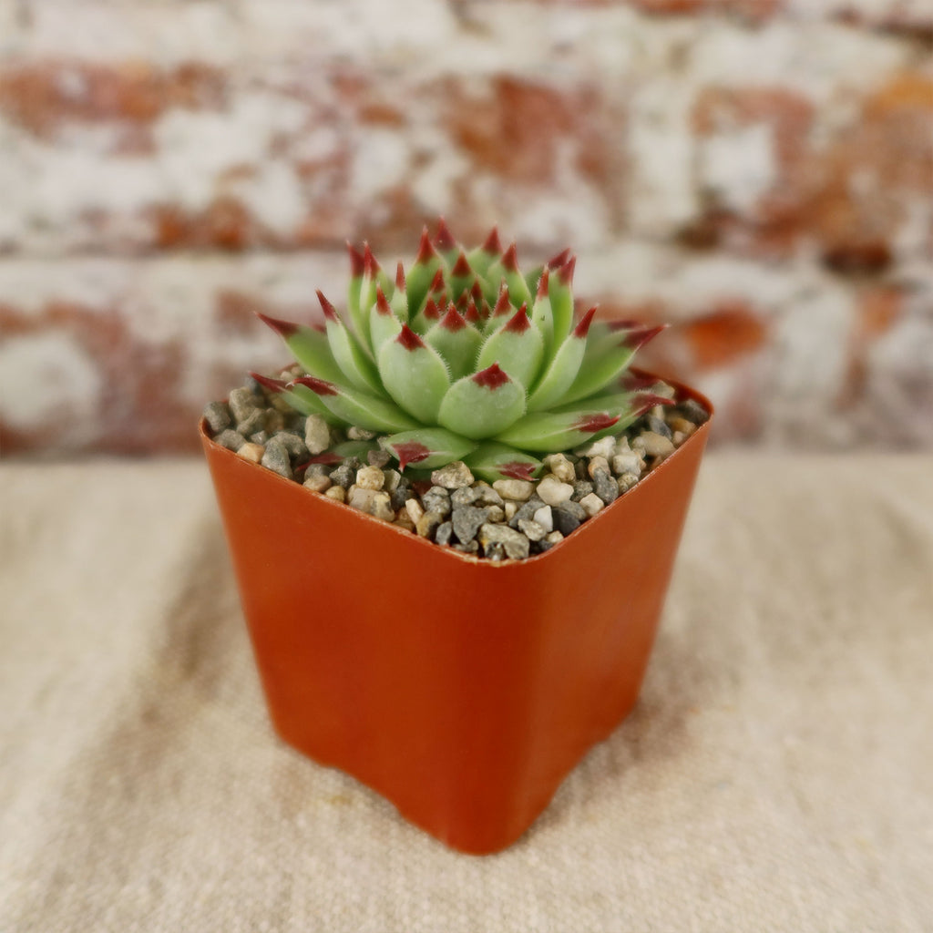 Sempervivum ‘Mrs. Giuseppi’
