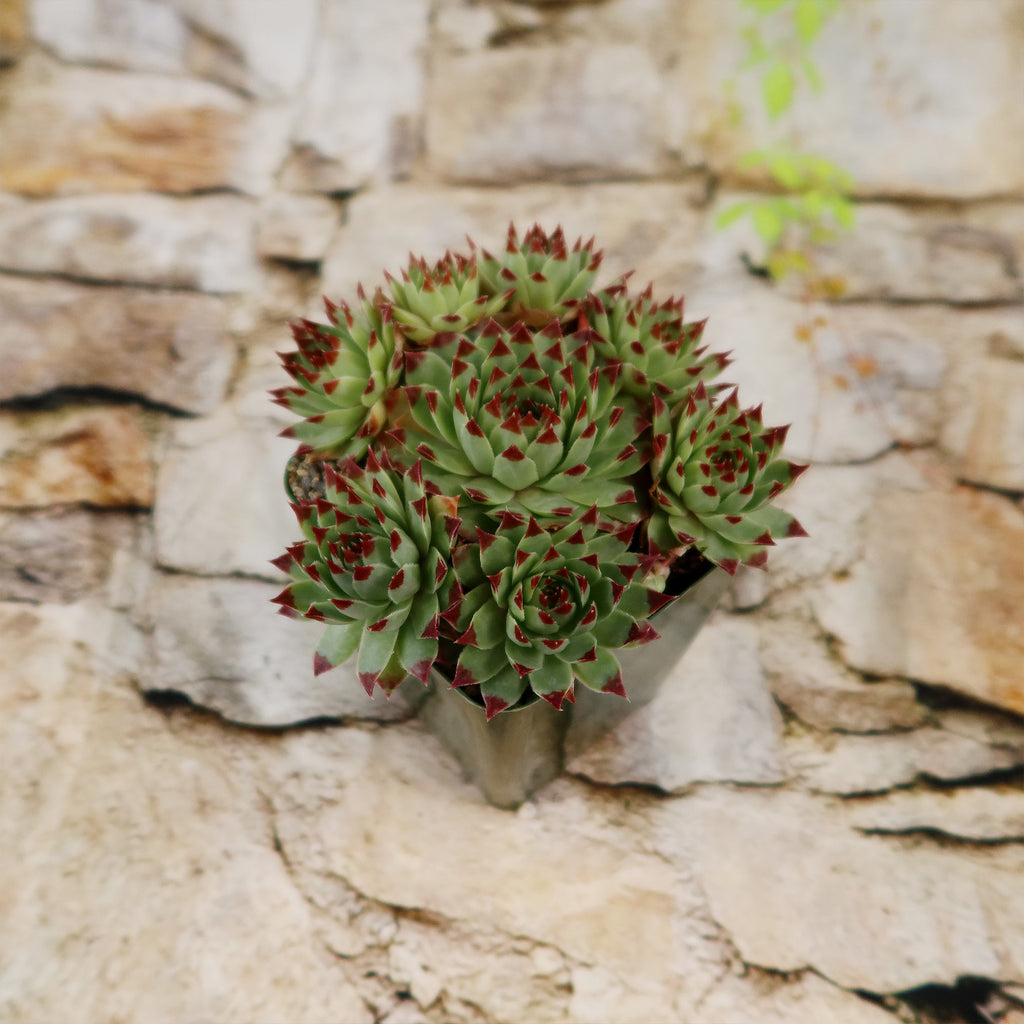Sempervivum ‘Mrs. Giuseppi’