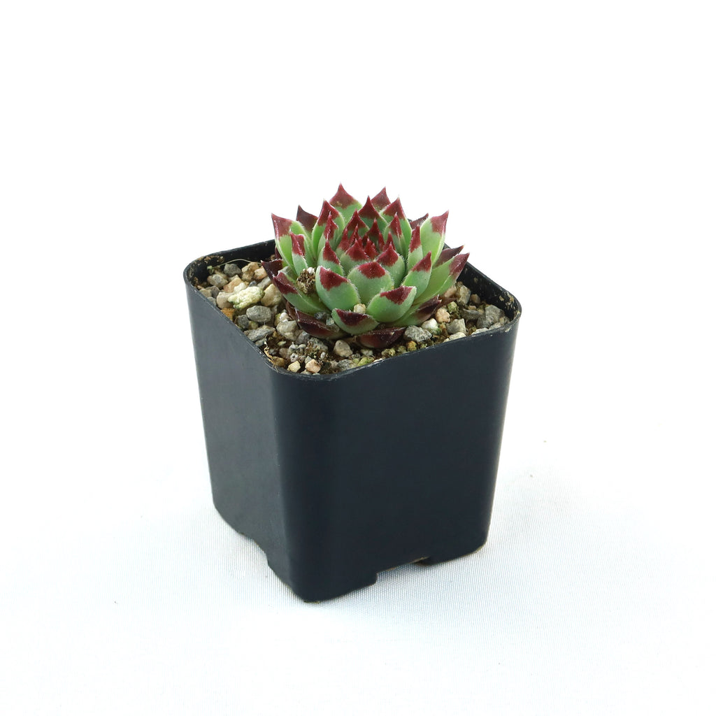 Sempervivum ‘Mrs. Giuseppi’