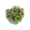 Sempervivum ‘Mrs. Giuseppi’