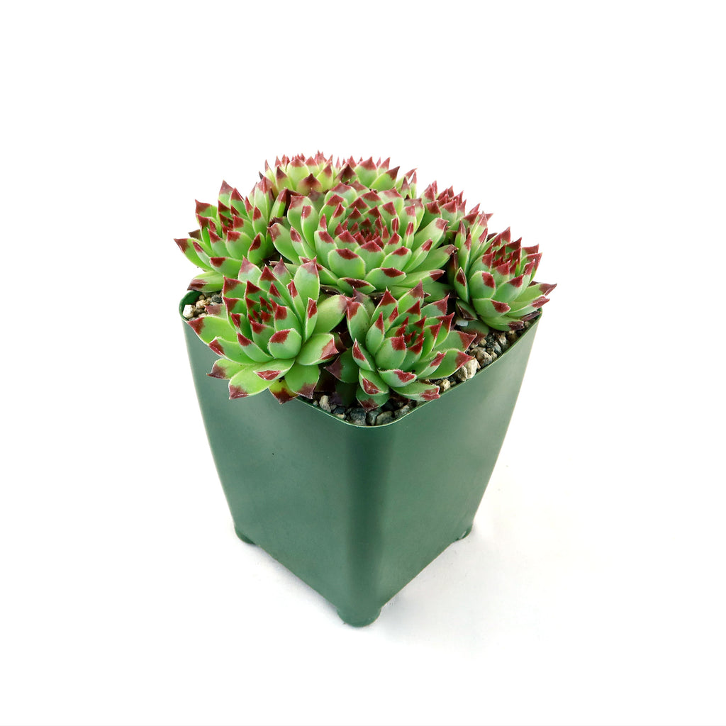 Sempervivum ‘Mrs. Giuseppi’