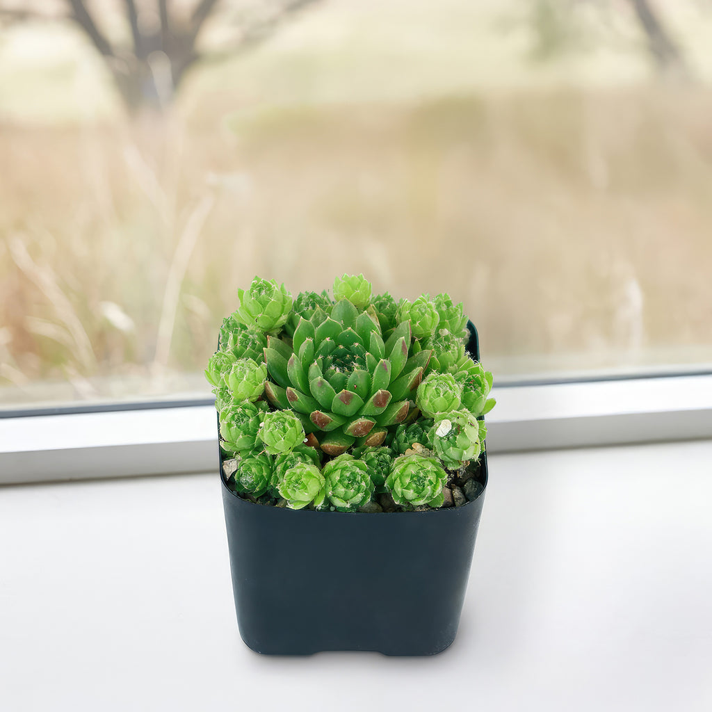 Rolling Hen and Chicks ‘Sempervivum globiferum’