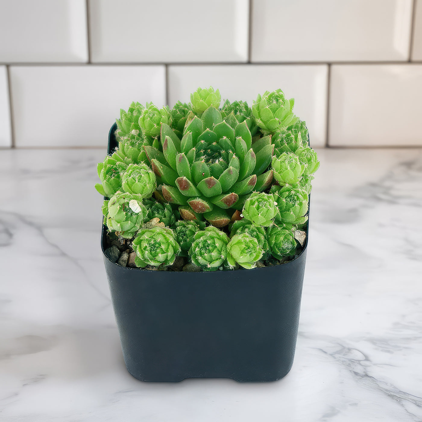 chicks succulent hens and chicks round pot cost 4 pot Rolling Hen and Chicks ‘Sempervivum globiferum’