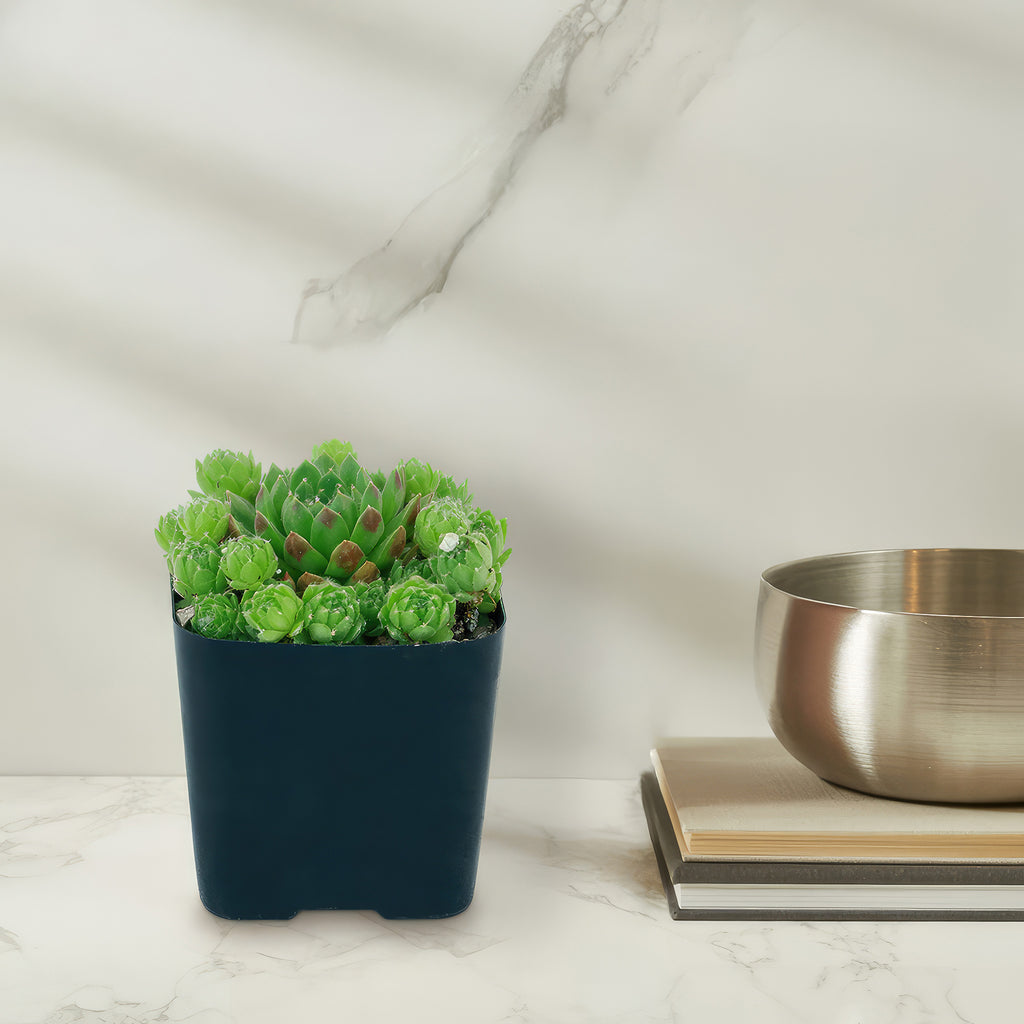 Rolling Hen and Chicks ‘Sempervivum globiferum’