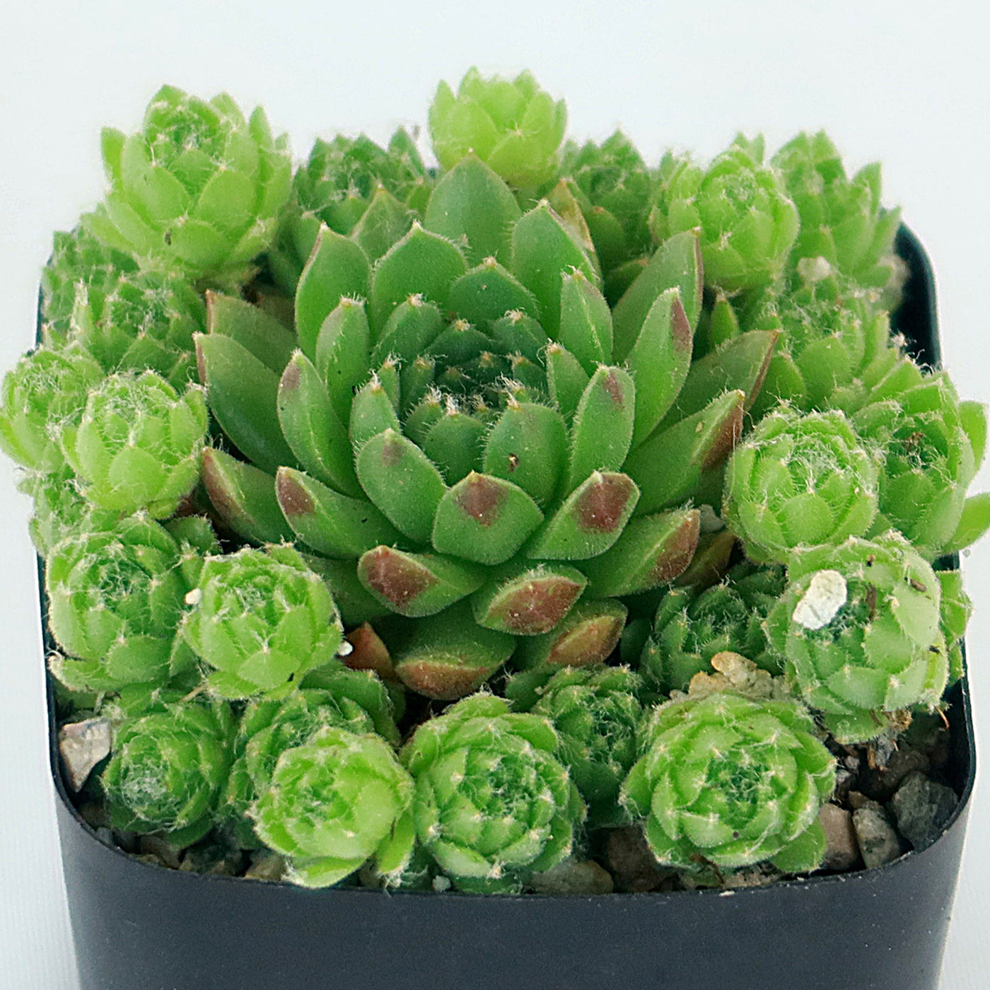 chicks succulent hens and chicks round pot cost 4 pot Shop 'Rolling Hens and Chicks -Sempervivum globiferum' Care & Info