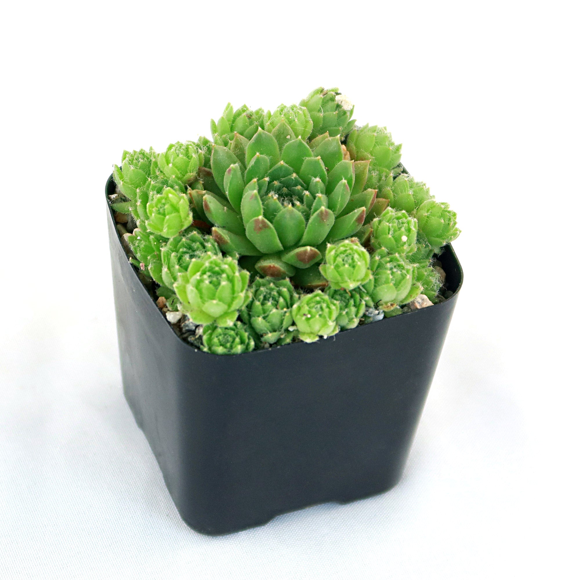 Rolling Hen and Chicks ‘Sempervivum globiferum’