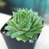 Sempervivum ‘Green Wheel’ (Hens and Chicks)