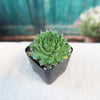 Sempervivum ‘Green Wheel’ (Hens and Chicks)