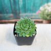 Sempervivum ‘Green Wheel’ (Hens and Chicks)