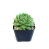Sempervivum ‘Green Wheel’ (Hens and Chicks)