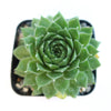 Sempervivum ‘Green Wheel’ (Hens and Chicks)