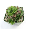 Top view of Sempervivum heuffelii &