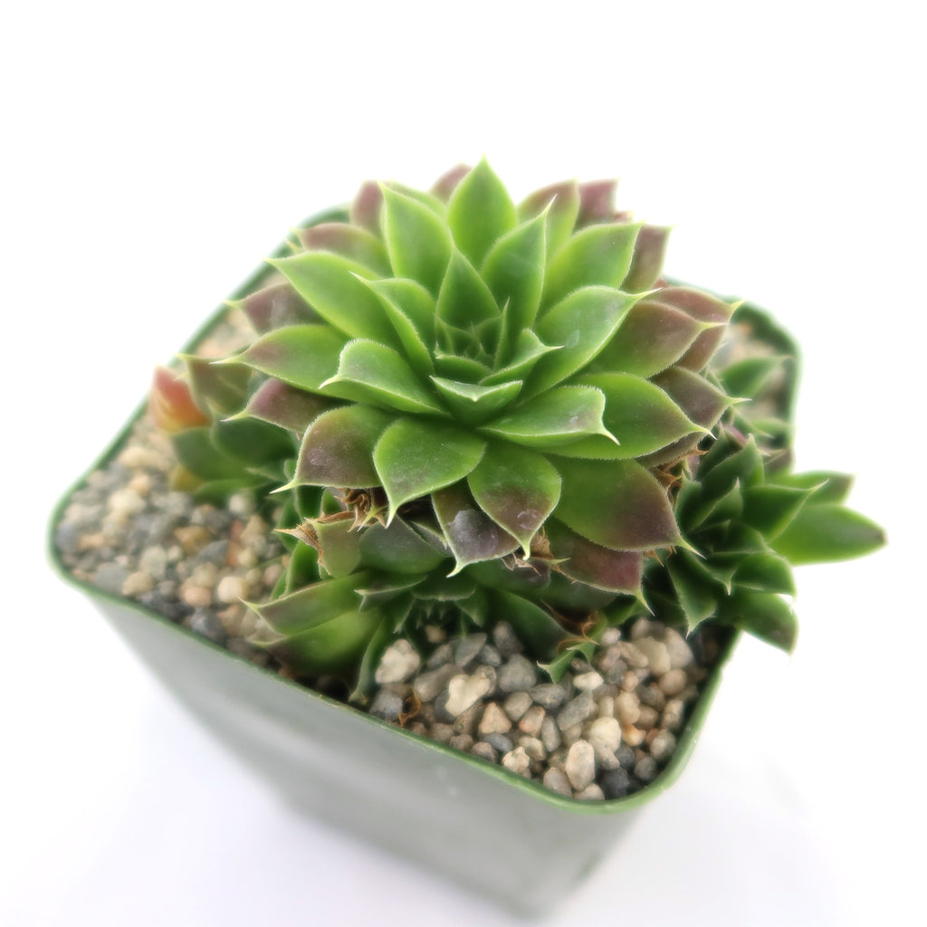 Potted indoor plant with glossy green leaves beside a small Buddha statue