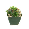 Sempervivum heuffelii ‘Bronze Ingot’ succulent with pointed leaves in a square green pot on pebbled soil against a white background.