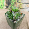 Sempervivum heuffelii ‘Bronze Ingot’ succulent with pointed leaves in a square pebble pot, set before a soft green and stone background.