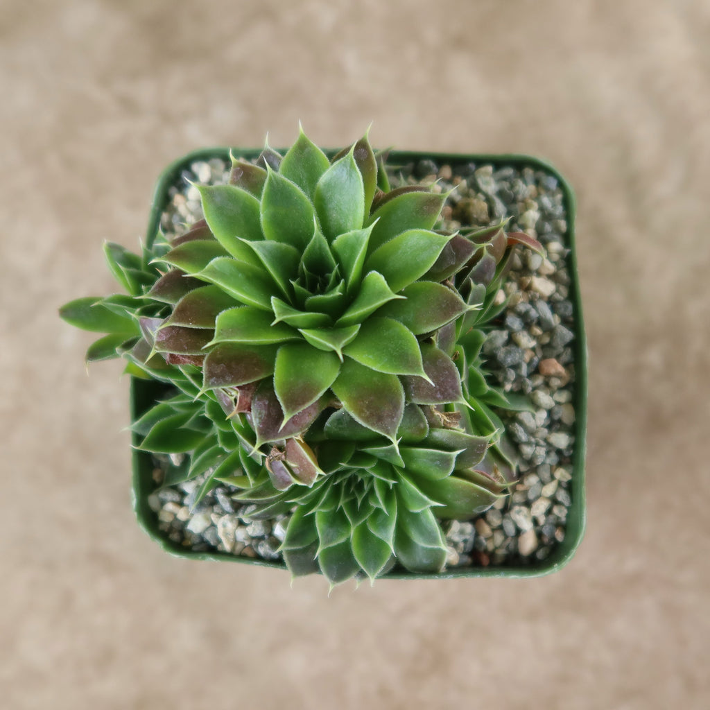 Potted indoor plant with glossy green leaves beside a small Buddha statue