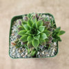 Top view of Sempervivum heuffelii ‘Bronze Ingot’ succulent in a square gravel pot, with green leaves and purplish tips.