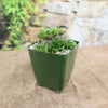 Sempervivum heuffelii ‘Bronze Ingot’ succulent in a square dark green pot on a brown surface, with stone wall and foliage blurred.