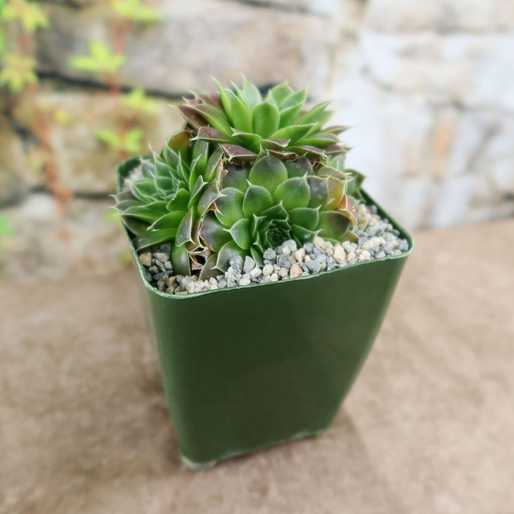 Potted indoor plant with glossy green leaves beside a small Buddha statue